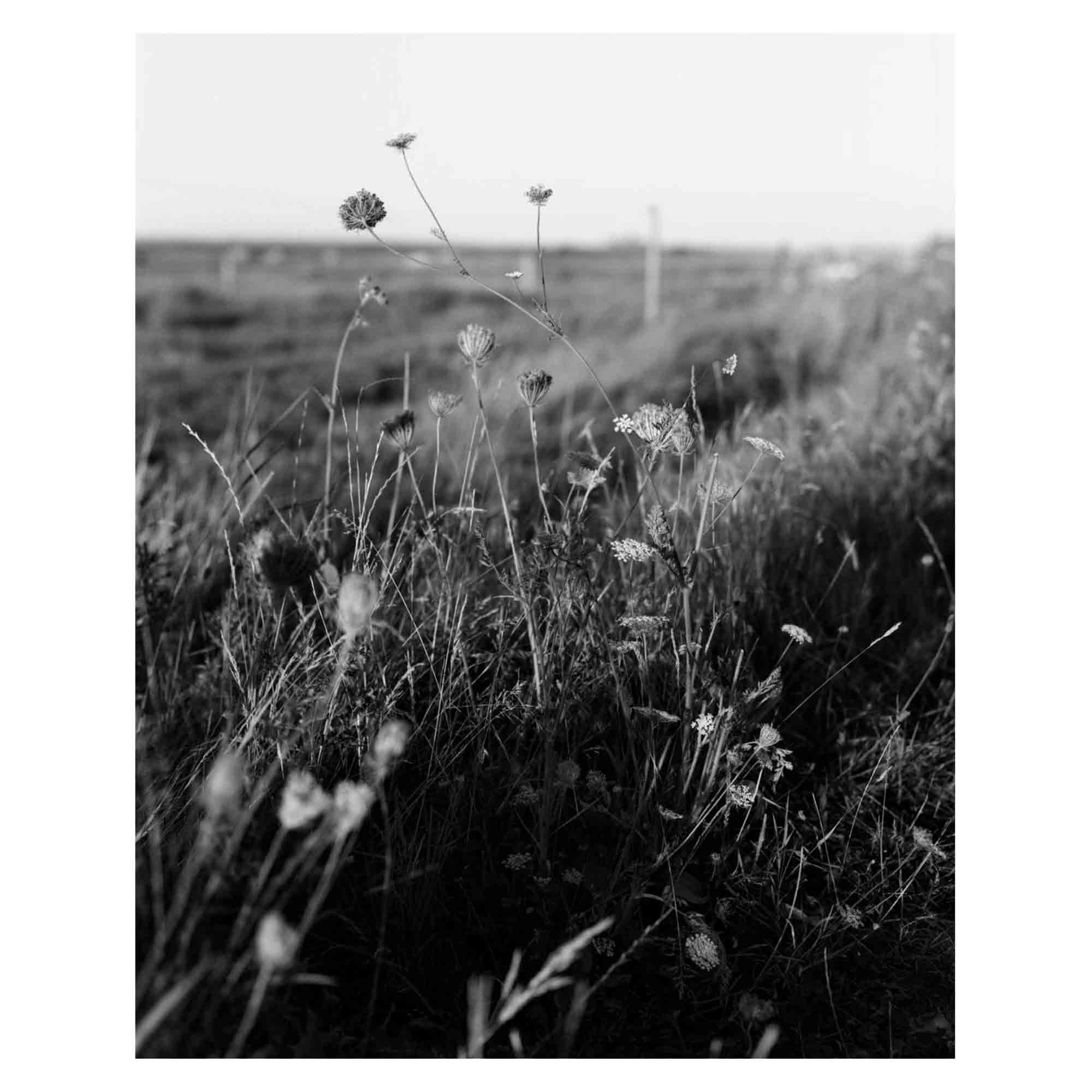 You felt the roots grow di Sabine Hess pubblicato da Witty books