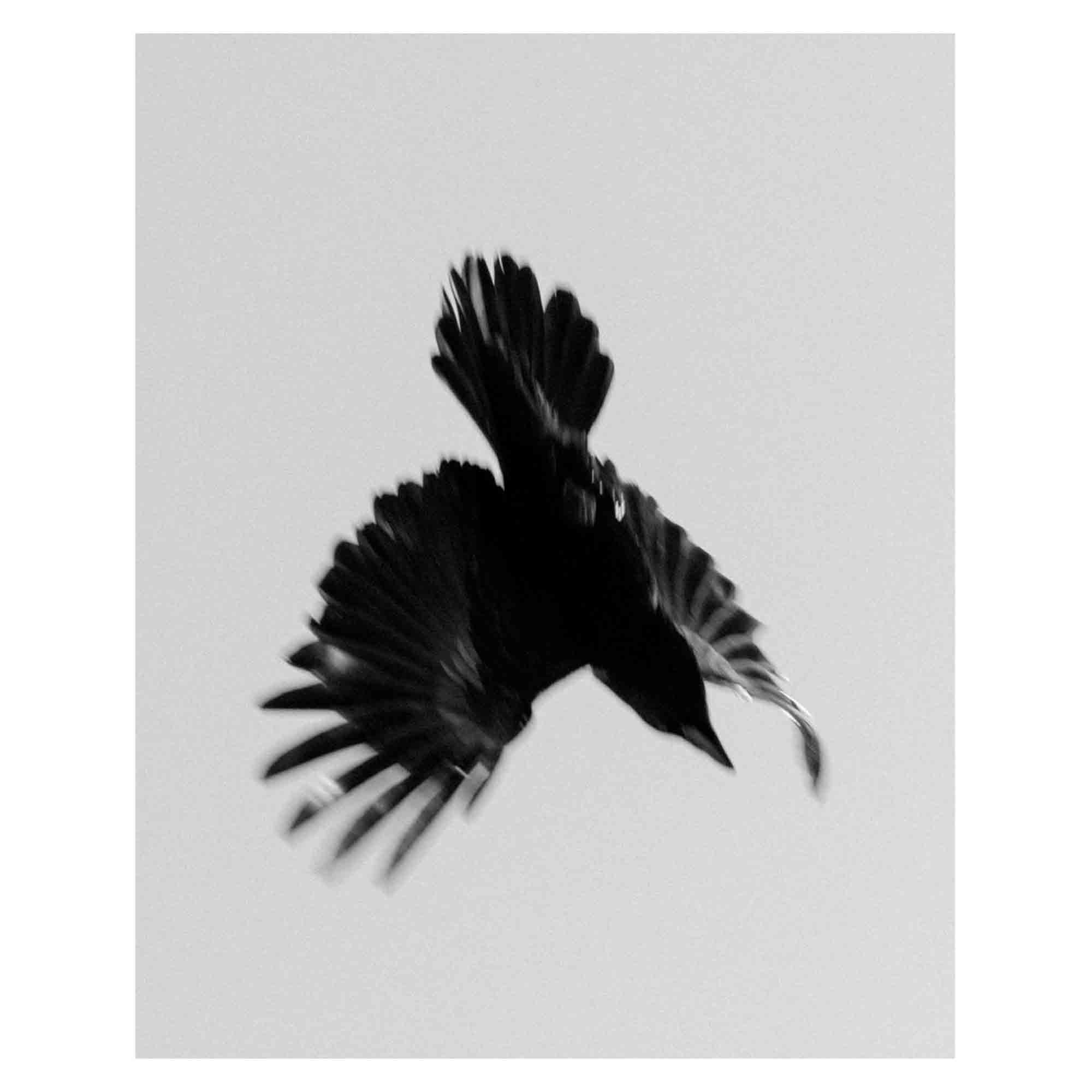 You felt the roots grow di Sabine Hess pubblicato da Witty books